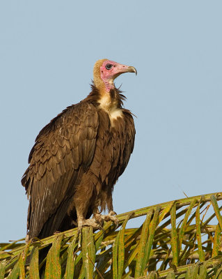 Hooded vulture / Kapgier