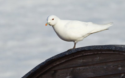 Ivory gull / Ivoormeeuw 