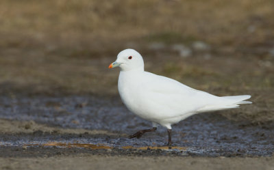 Ivory gull / Ivoormeeuw 