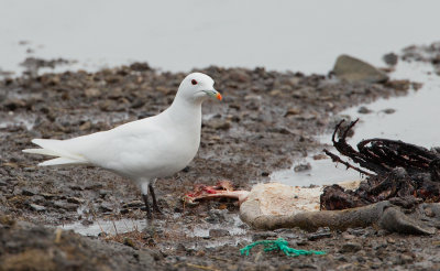 Ivory gull / Ivoormeeuw 