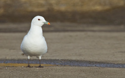 Ivory gull / Ivoormeeuw