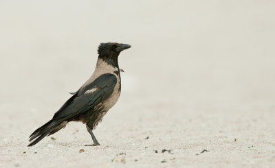 Hooded crow / Bonte kraai