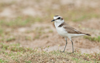 Kentish plover / Strandplevier
