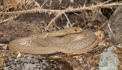 Eastern Montpellier snake / Oostelijke Hagedisslang