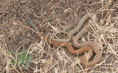Dahl's whip snake / Slanke toornslang