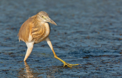 Squacco Heron / Ralreiger