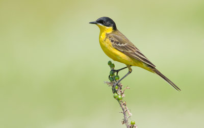 Black-headed wagtail / Balkankwikstaart