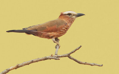 Purple roller / Roodkruinscharrelaar