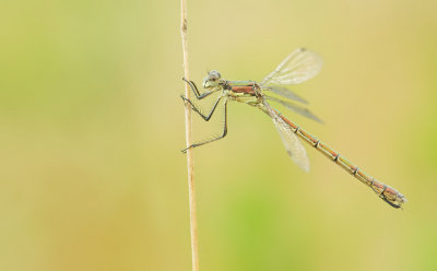 Scarce Emerald Damselfly / Tangpantserjuffer