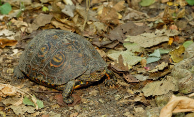 Central American Wood Turtle / Mann's Prachtaardschildpad