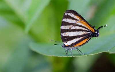 Arawacus togarna