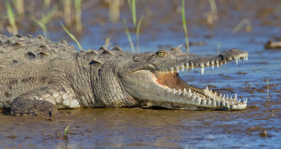 American Crocodile / Spitssnuitkrokodil