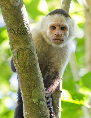 White-faced Capuchin / Witschouderkapucijnaap