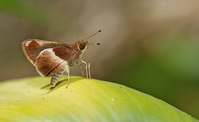 Remella remus