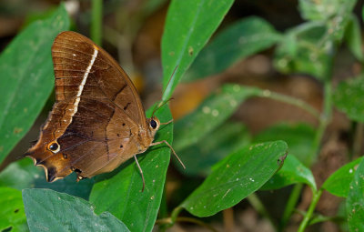 Northern Antirrhea / Antirrhea philoctetes