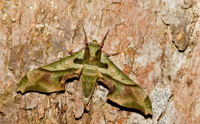 Adhemarius dariensis