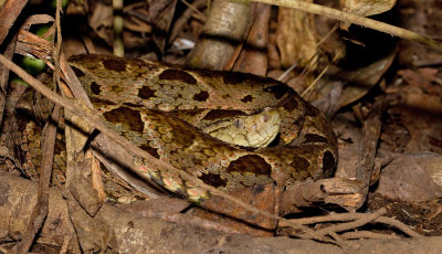 Fer-de-lance / Bothrops asper