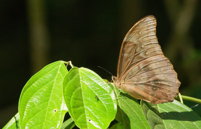 Morpho menelaus amathonte