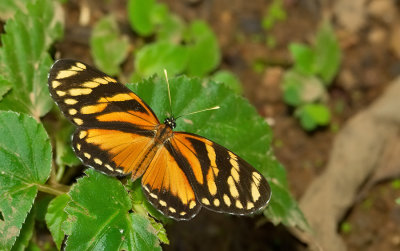 Variable Crescent / Eresia ithomioides alsina