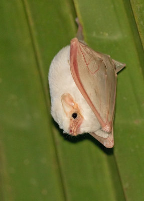 Northern Ghost Bat / Spookvleermuis