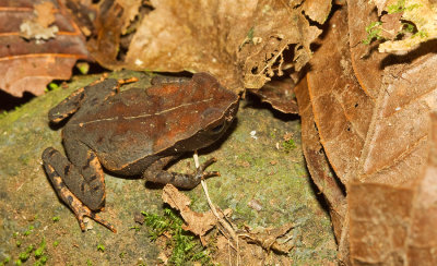 Leaf Litter Toad / Rhaebo haematiticus
