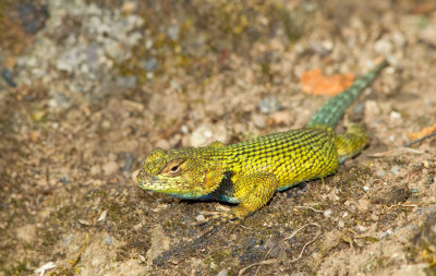 Green Spiny Lizard / Malachiet leguaantje