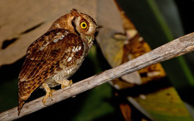 Tropical Screech Owl / Cholibaschreeuwuil