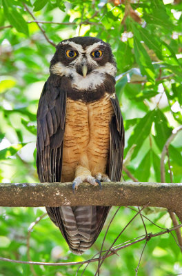 Spectacled Owl / Briluil