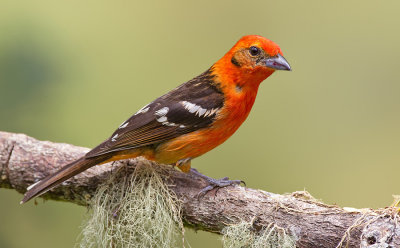 Flame-colored Tanager / Bloedtangare