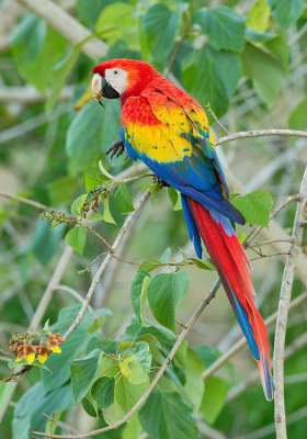 Scarlet Macaw / Geelvleugelara