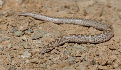 Sand boa / Zand boa