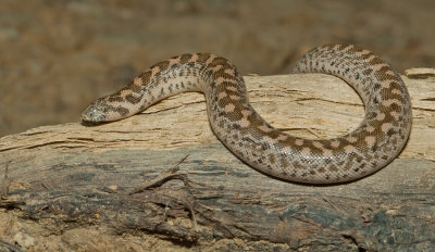 Sand boa / Zand boa