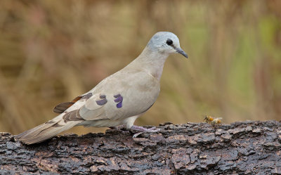 Black-billed wood dove / Zwartsnavelduif