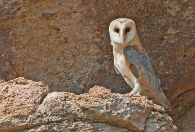 Barn Owl / Kerkuil 