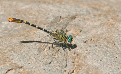 Eastern Small Pincertail / Oostelijke Kleine tanglibel (O.f..albotibialis)