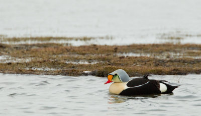 King eider / Koningseider