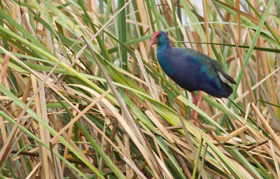 African Swamphen / Smaragdpurperkoet