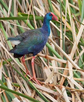 African Swamphen / Smaragdpurperkoet