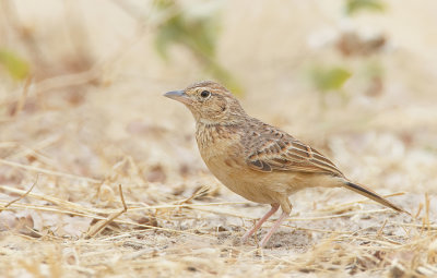 Flappetlark / Ratelleeuwerik