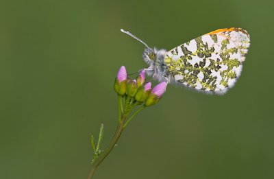Orange Tip / Oranjetipje