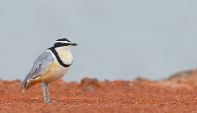 Egyptian plover / Krokodilwachter 