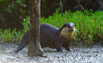 Clawless otter / Kaapse otter