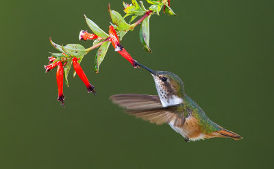 Scintillant Hummingbird / Fonkelende kolibrie