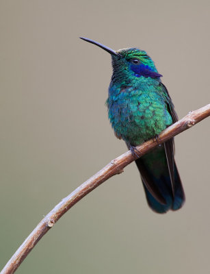 Lesser violetear / Kleine violetoorkolibrie