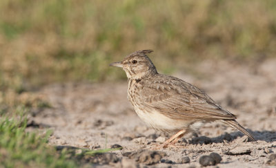 Crested Lark / Kuifleeuwerik