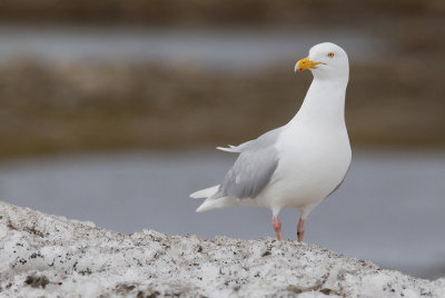 Glaucous Gull / Grote burgemeester 