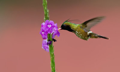 Black-crested Coquette / Zwartkuifkoketkolibrie