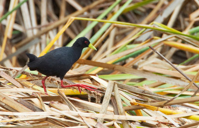 African black crake / Zwart Poseleinhoen