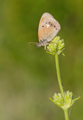 Chestnut heath / Roodstreephooibeestje