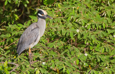 Yellow-crowned night-heron  /  Geelkruinkwak